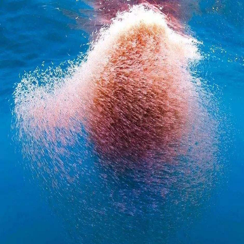 磷虾粉磷虾油生产线