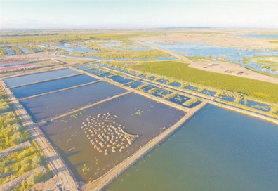 【中国新舟】山东好当家600T大型鱼粉生产线