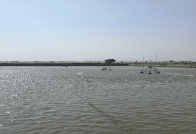 【中国新舟】缅甸政府采购300T全不锈钢鱼粉生产线